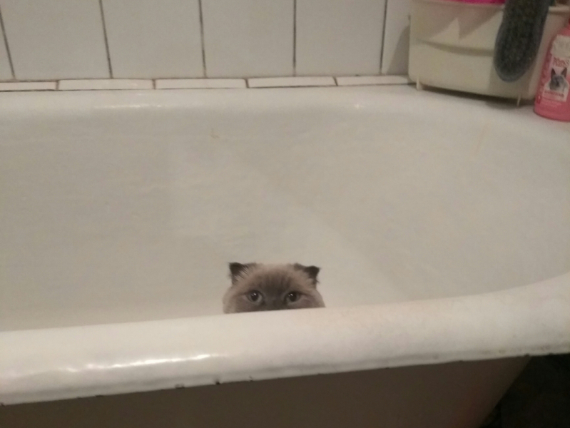 Кошки в нашей жизни. Кошки и все, что с ними связано.