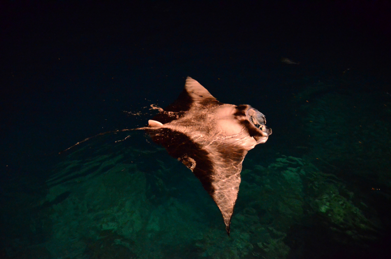 Посоветуйте отель с шикарным домашним рифом