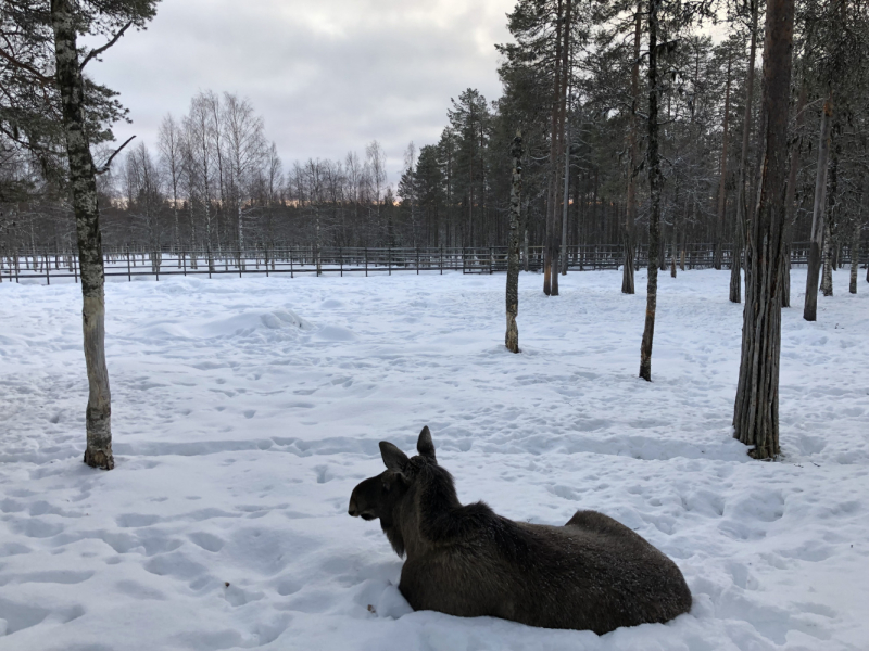 Лапландия на новогодние праздники 2020