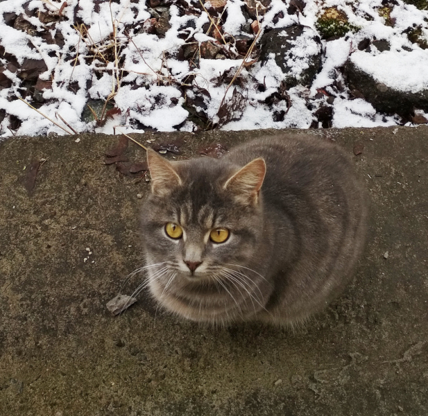 Кошки в нашей жизни. Кошки и все, что с ними связано.