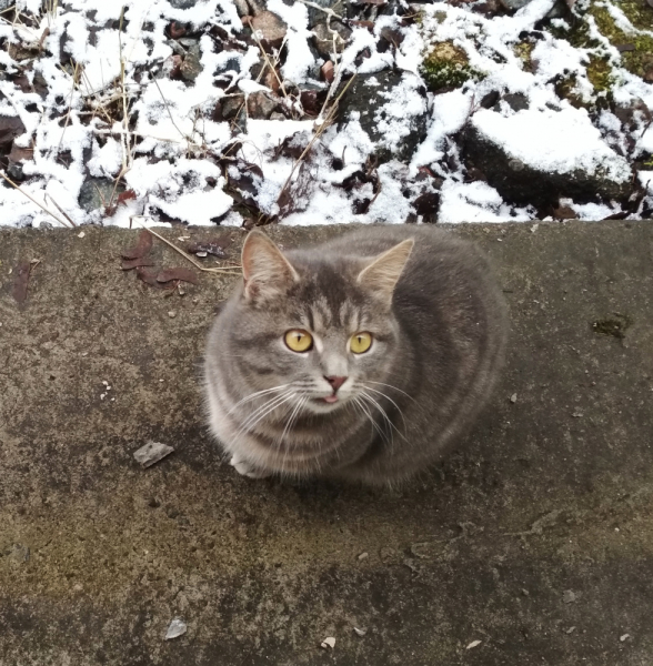 Кошки в нашей жизни. Кошки и все, что с ними связано.