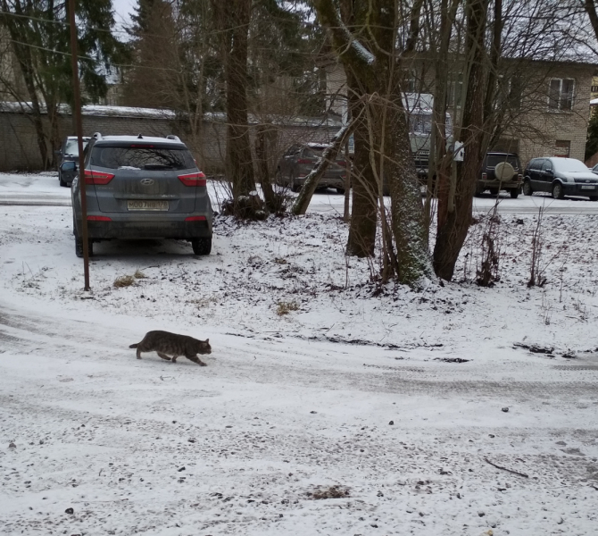Кошки в нашей жизни. Кошки и все, что с ними связано.