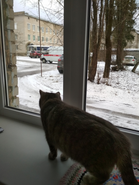 Кошки в нашей жизни. Кошки и все, что с ними связано.