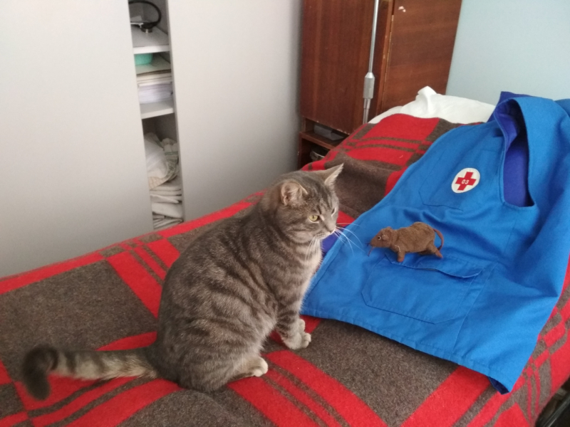 Кошки в нашей жизни. Кошки и все, что с ними связано.