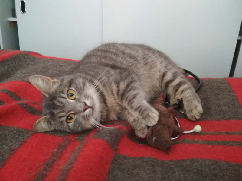 Кошки в нашей жизни. Кошки и все, что с ними связано.