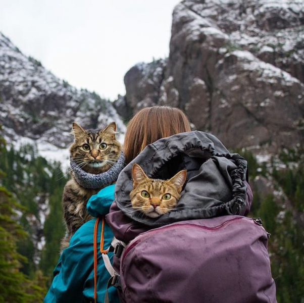 Кошки в нашей жизни. Кошки и все, что с ними связано.