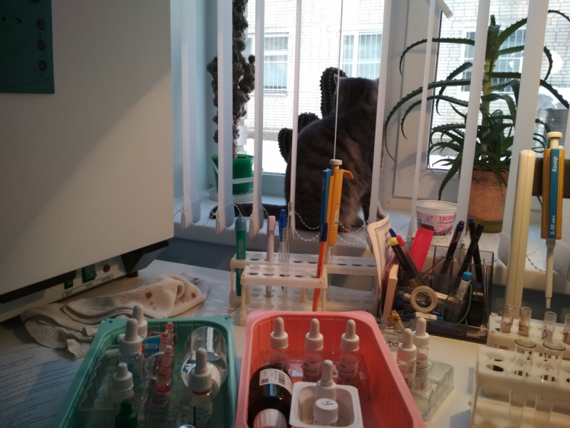 Кошки в нашей жизни. Кошки и все, что с ними связано.