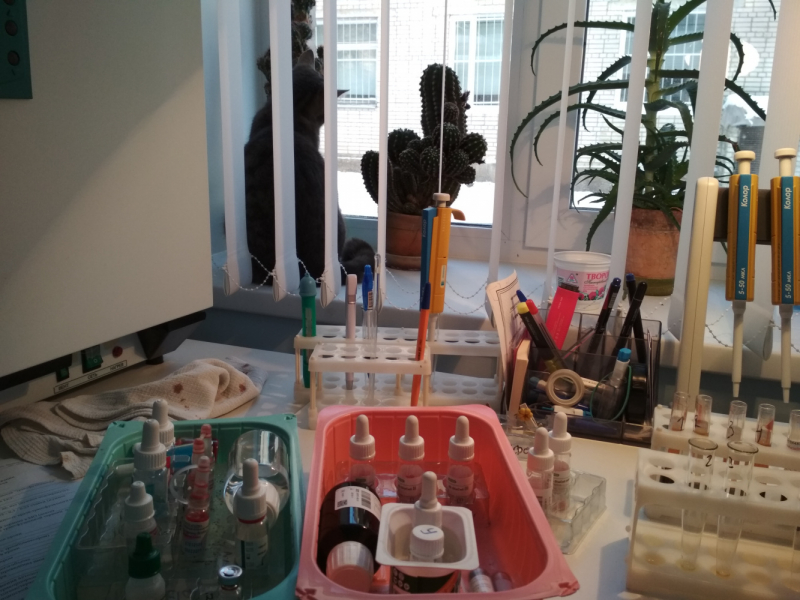 Кошки в нашей жизни. Кошки и все, что с ними связано.