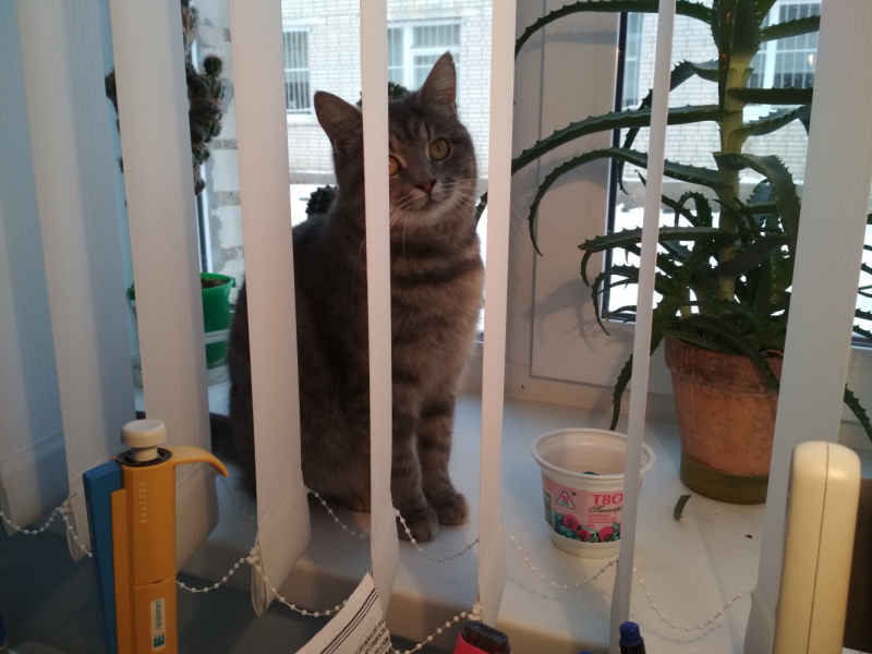 Кошки в нашей жизни. Кошки и все, что с ними связано.