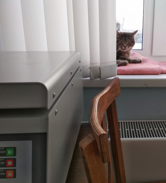 Кошки в нашей жизни. Кошки и все, что с ними связано.