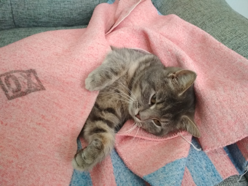 Кошки в нашей жизни. Кошки и все, что с ними связано.