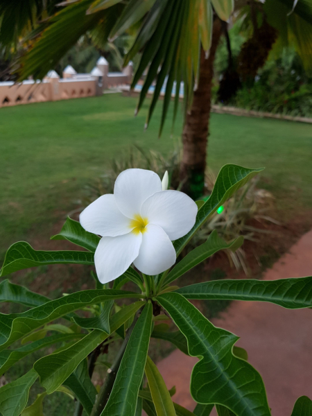 Сейшелы как дача