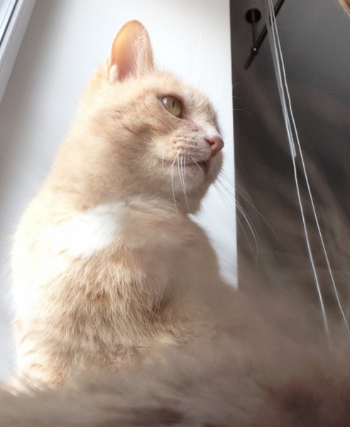 Кошки в нашей жизни. Кошки и все, что с ними связано.