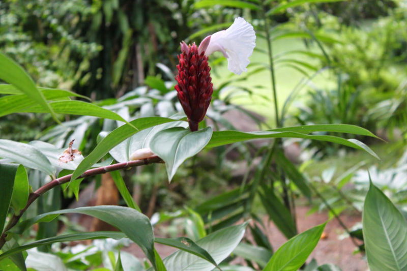 Сейшелы как дача