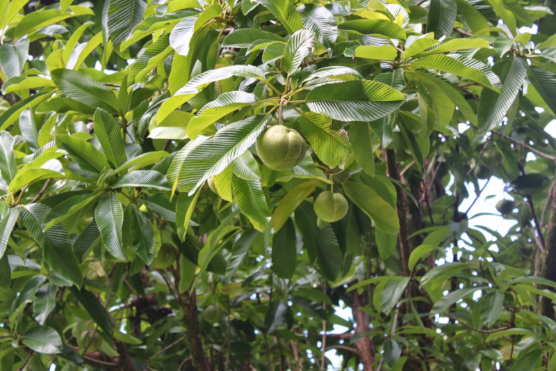 Сейшелы как дача