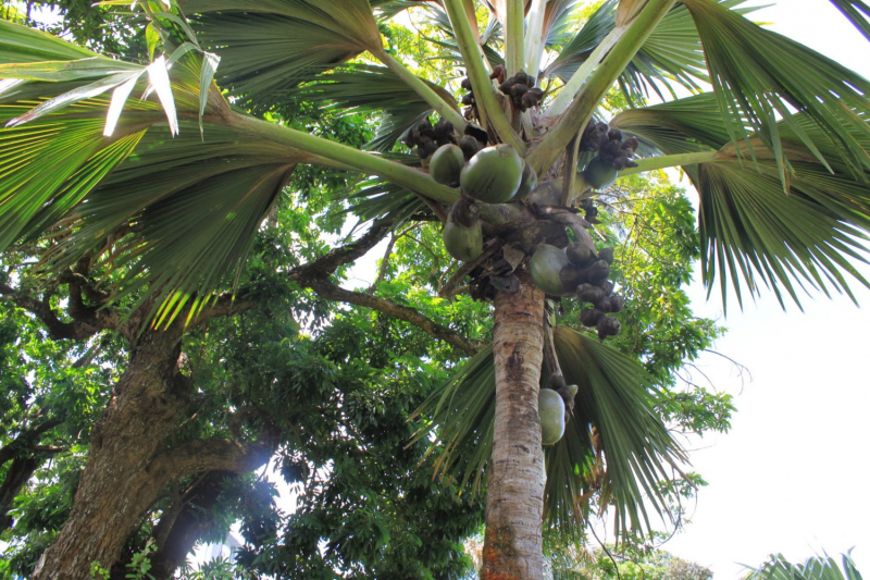 Сейшелы как дача