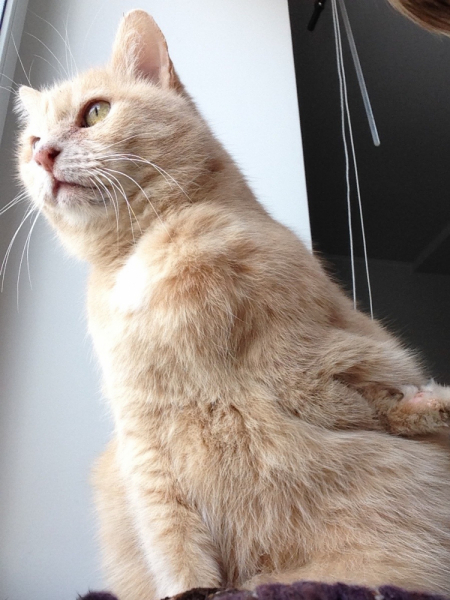 Кошки в нашей жизни. Кошки и все, что с ними связано.