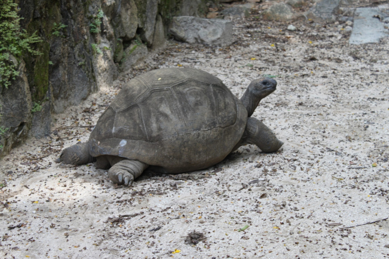 Сейшелы как дача