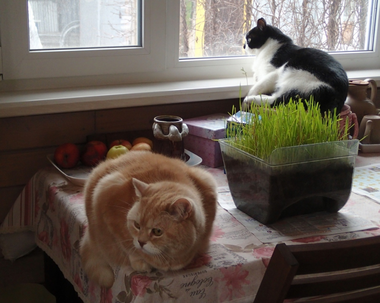 Кошки в нашей жизни. Кошки и все, что с ними связано.