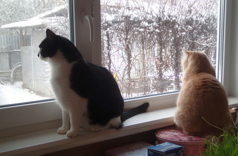 Кошки в нашей жизни. Кошки и все, что с ними связано.