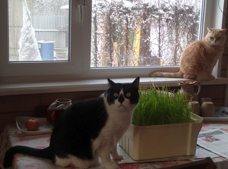 Кошки в нашей жизни. Кошки и все, что с ними связано.