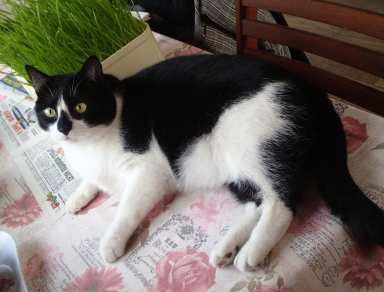 Кошки в нашей жизни. Кошки и все, что с ними связано.