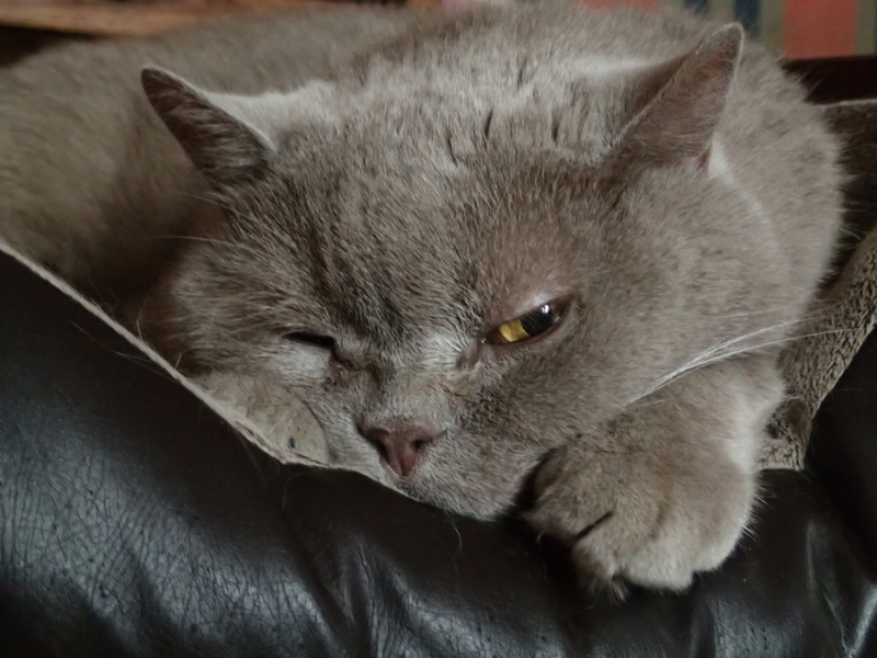 Кошки в нашей жизни. Кошки и все, что с ними связано.