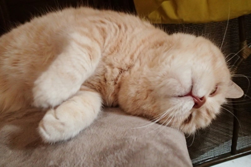 Кошки в нашей жизни. Кошки и все, что с ними связано.