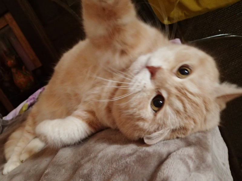 Кошки в нашей жизни. Кошки и все, что с ними связано.