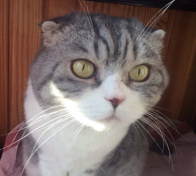 Кошки в нашей жизни. Кошки и все, что с ними связано.