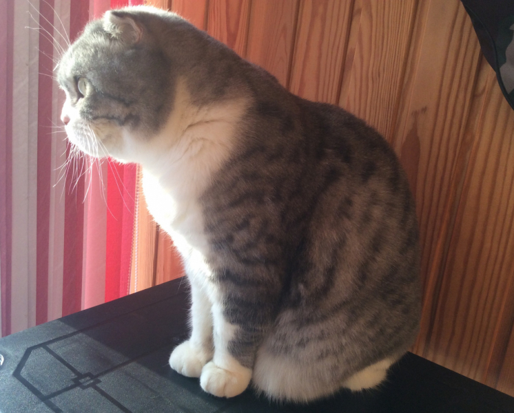 Кошки в нашей жизни. Кошки и все, что с ними связано.