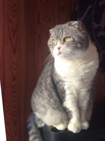 Кошки в нашей жизни. Кошки и все, что с ними связано.