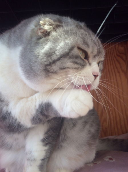 Кошки в нашей жизни. Кошки и все, что с ними связано.