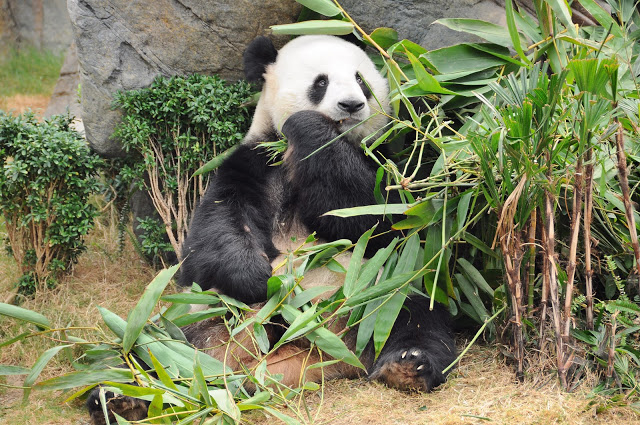 Увидеть Гонконг за 5 дней и влюбиться, Макао 2 дня: основные достопримечательности, как добраться.