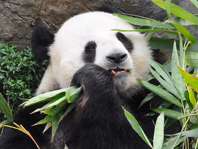 Увидеть Гонконг за 5 дней и влюбиться, Макао 2 дня: основные достопримечательности, как добраться.