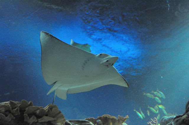 Увидеть Гонконг за 5 дней и влюбиться, Макао 2 дня: основные достопримечательности, как добраться.