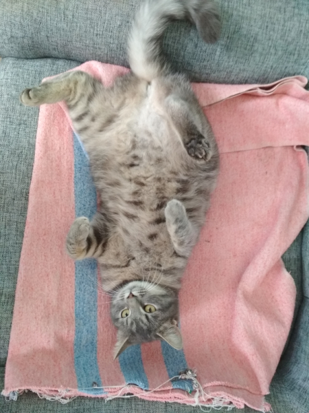 Кошки в нашей жизни. Кошки и все, что с ними связано.