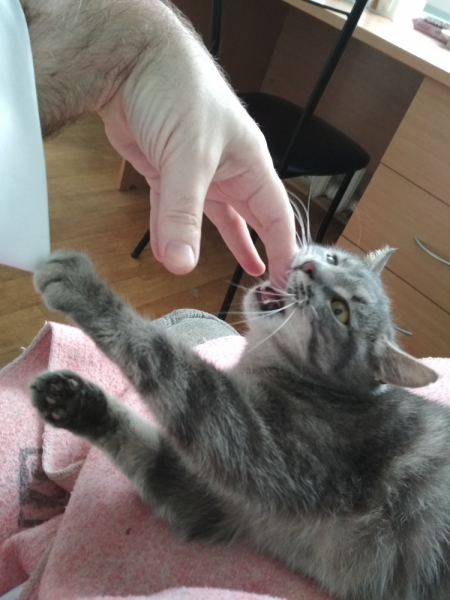 Кошки в нашей жизни. Кошки и все, что с ними связано.