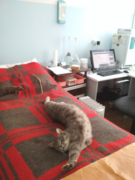 Кошки в нашей жизни. Кошки и все, что с ними связано.