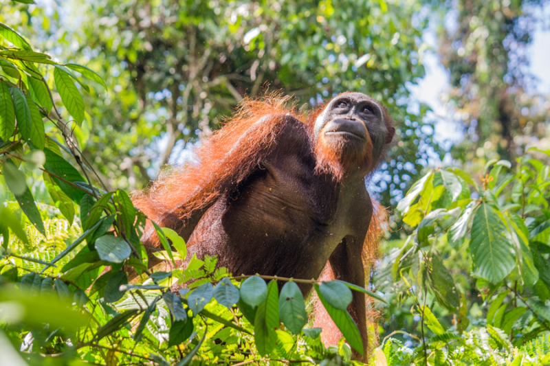 Фотографии животного мира