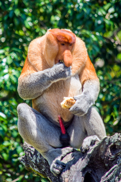 Фотографии животного мира