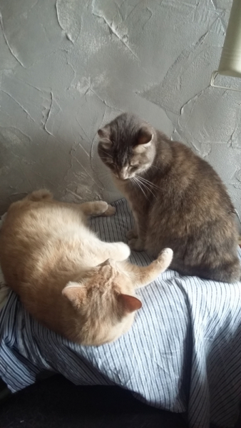 Кошки в нашей жизни. Кошки и все, что с ними связано.