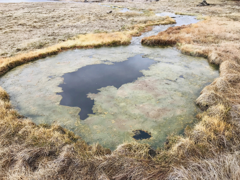 Парки Запада США, включая Yellowstone и Grand Teton. 2-13 мая.