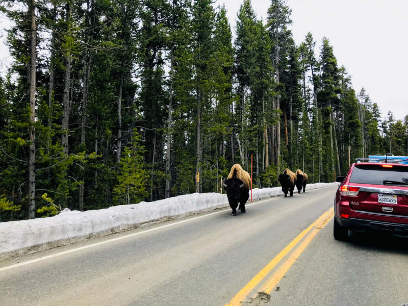 Парки Запада США, включая Yellowstone и Grand Teton. 2-13 мая.