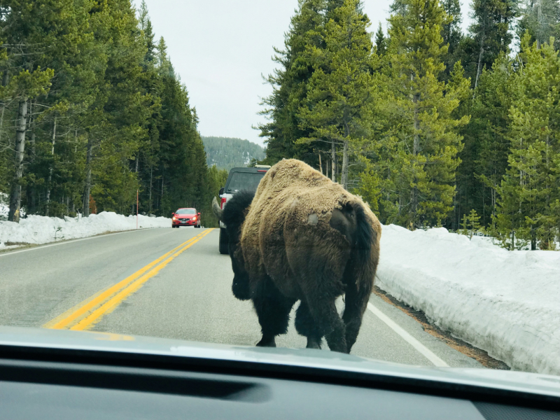 Парки Запада США, включая Yellowstone и Grand Teton. 2-13 мая.