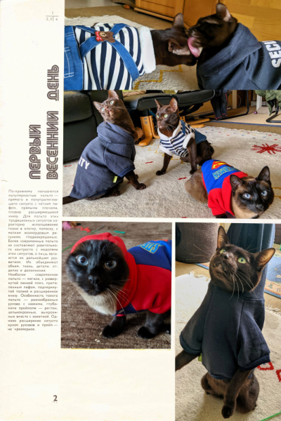 Кошки в нашей жизни. Кошки и все, что с ними связано.