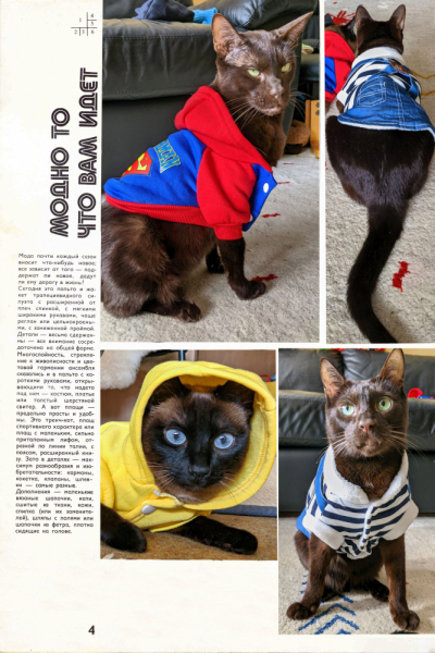 Кошки в нашей жизни. Кошки и все, что с ними связано.