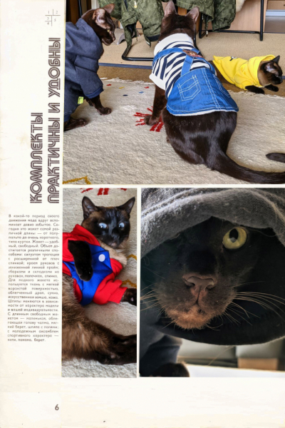 Кошки в нашей жизни. Кошки и все, что с ними связано.