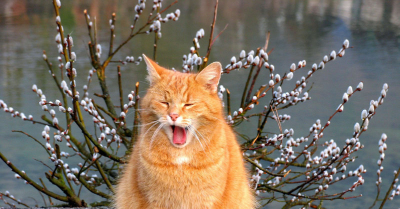 Кошки в нашей жизни. Кошки и все, что с ними связано.