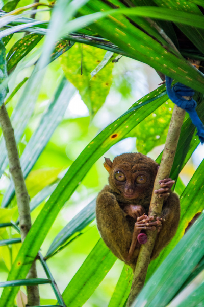 Фотографии животного мира